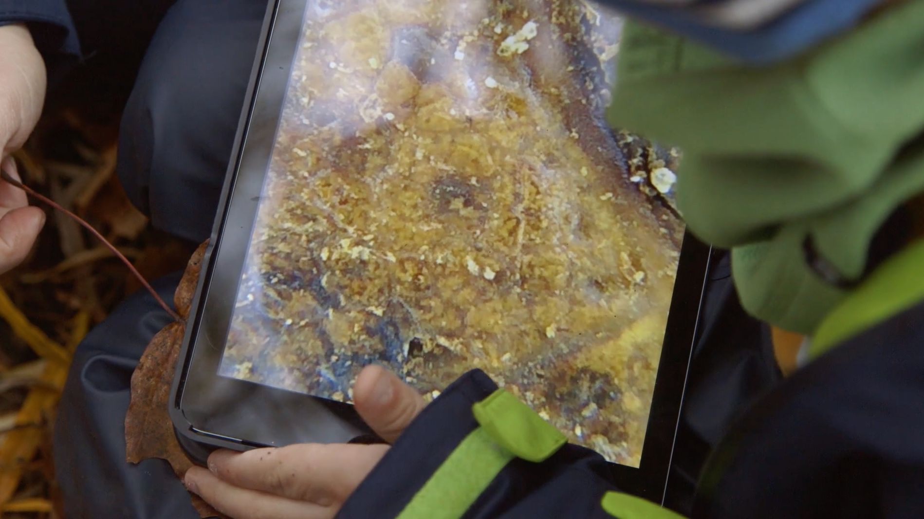Tablet zeigt eine Nahaufnahme von Baumrinde mit Moos, gehalten von Kindern in Regenkleidung