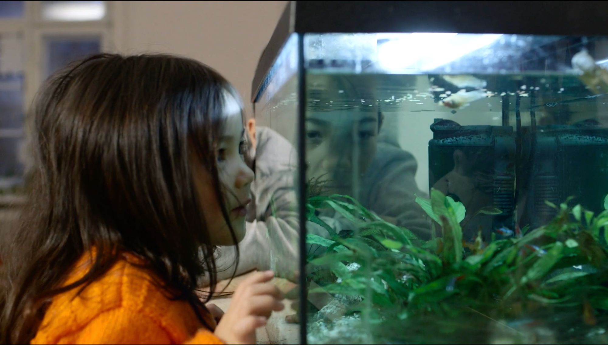 Kind blickt konzentriert in ein Aquarium mit Fischen und Wasserpflanzen