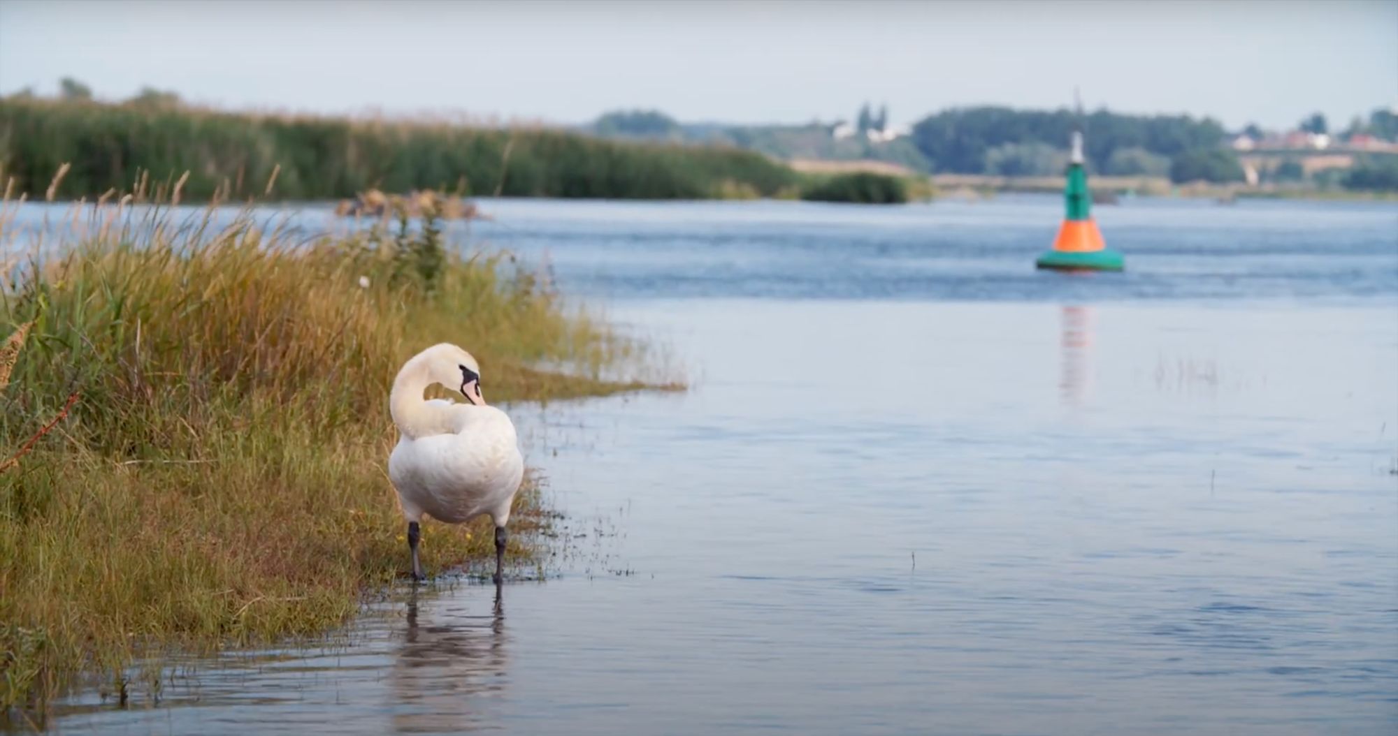 Schwan putzt sein Gefieder am Schilfufer, im Hintergrund eine Fahrwassertonne im Fluss