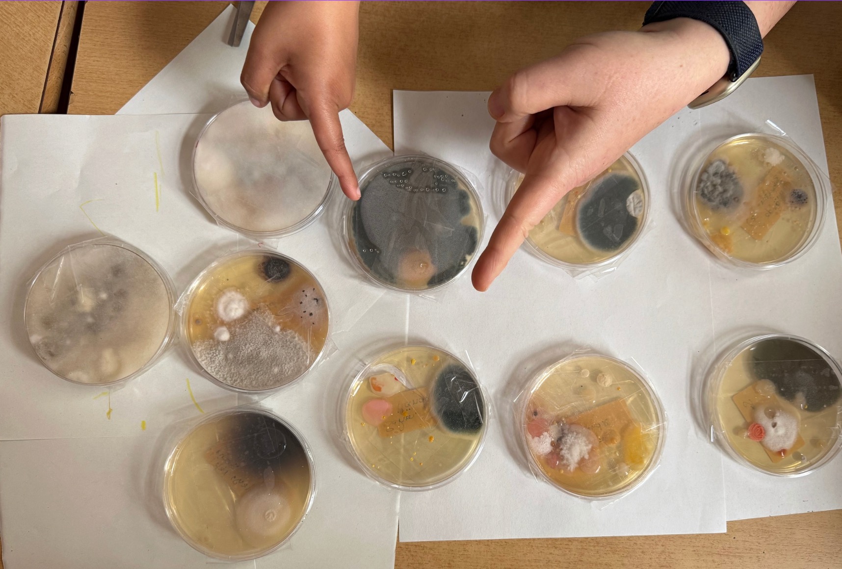 Two hands point at petri dishes with cultivated mould and bacteria colonies